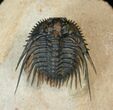 Big Leonaspis Trilobite With Free-Standing Spines #17290-5
